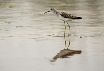 Obraz premium Marsh Sandpiper and its reflection on water at Asker marsh, Bahrain