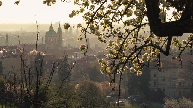 Scenic view of Prague tiled roofs during sunrise in spring. Towers of St Vitus and St. Nicholas church seen from Petrin hill viewpoint. Romantic golden sun glow in morning and blooming trees in a park