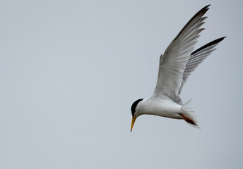 Little Tern hovering to fish  at Asker marsh, Bahrain