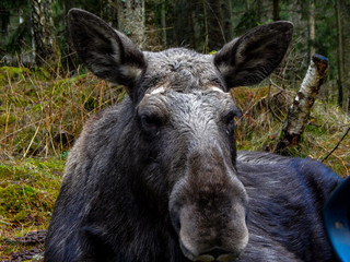 portrait of a donkey