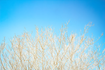 A Bare tree branches against the sky of nature.