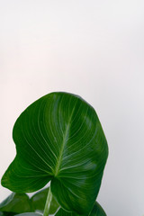 green leaf on a white background
