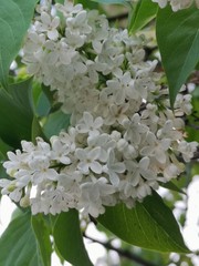 białe kwiaty © Sylwia