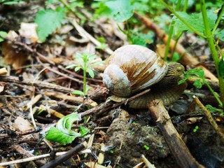 ślimak © Sylwia