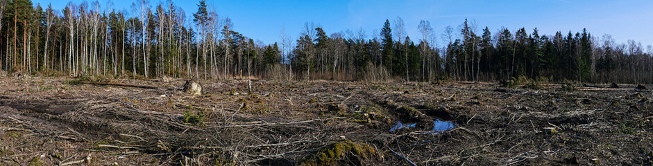 Panoramic picture of a barbarously cut down forest