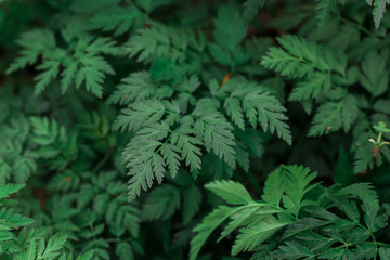 close up of a pine needles, green plant background