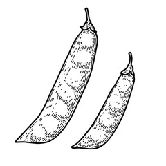 Illustration of pea pods in engraving style. Design element for logo, label, sign, emblem, poster. Vector illustration