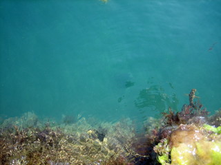 The seaweed at the edge of the Bank is submerged in blue water, in which fish swim.