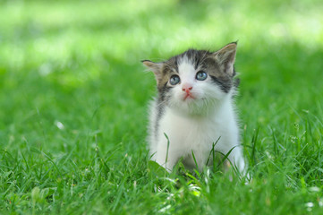 Obraz na płótnie Canvas Adorable little kitten outdoor. A little cute kitten playing in the green grass