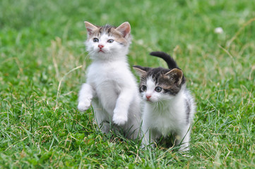 Naklejka na ściany i meble Adorable little kitten outdoor. A little cute kitten playing in the green grass