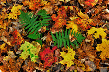 Colorful fallen red orange yellow autumn maple leaves.