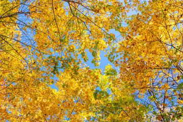 Colorful autumn forest on a bright Sunny day.