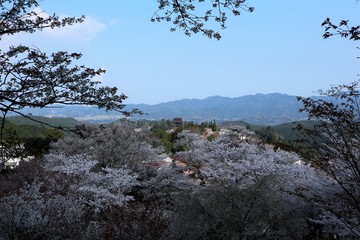 吉野山の桜