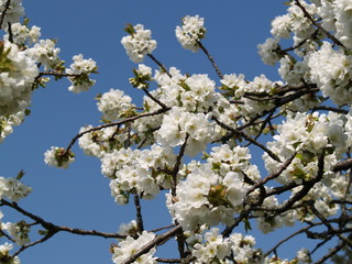 Cerisier en fleurs