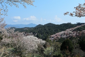 吉野山の桜