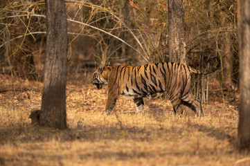 Fototapeta na wymiar Tiger cub moving in the forest of Tadoba Andhari Tiger Reserve, India