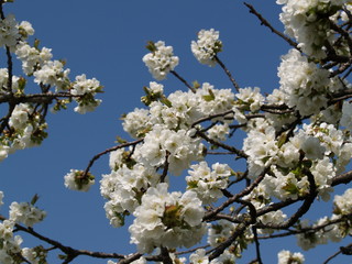 Obraz premium Cerisier en fleurs