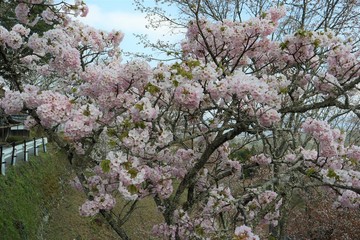 吉野山の桜