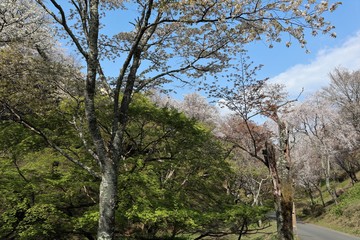 吉野山の桜