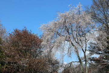 吉野山の桜