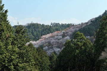 吉野山の桜