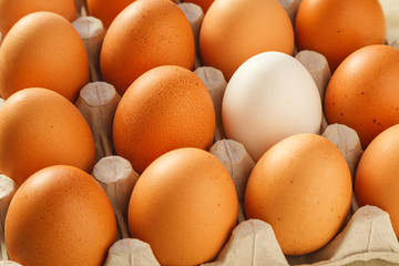 One white chicken egg against a group of brown eggs in a carton pack