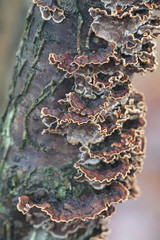 Hydnoporia tabacina (Pseudochaete tabacina), known as willow glue, wild fungus from Finland
