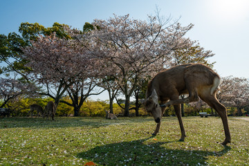 Naklejka na ściany i meble Todaiji and Nara park during the coronavirus crisis.