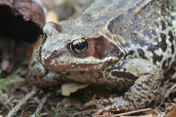 Rana temporaria, known as common frog or European common brown frog