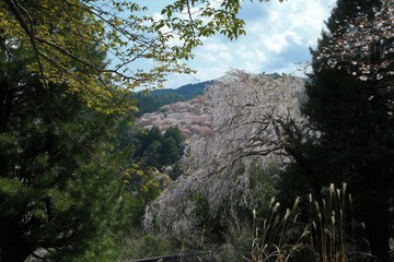 吉野山の桜