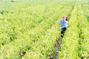 Woman farmer picking paprika in agricultural field.Copy space