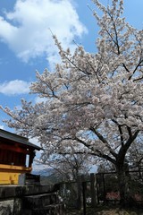 吉野山の桜