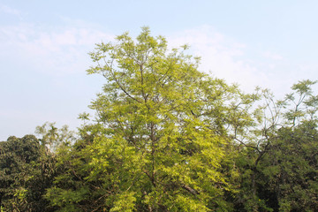 Tree leaf pictures over a roof in Bangladesh