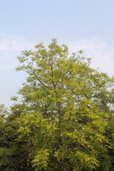 Tree leaf pictures over a roof in Bangladesh