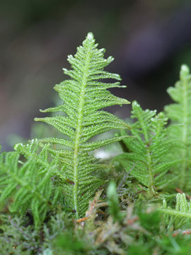 Ptilium crista-castrensis, known as the knights plume moss or ostrich-plume feathermoss