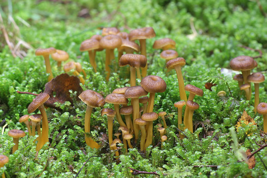 Craterellus tubaeformis (formerly Cantharellus tubaeformis), known as yellowfoot, winter mushroom, or funnel chanterelle