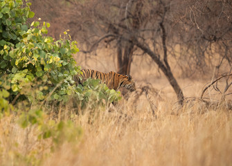 Tiger cub  in the forest of Tadoba Andhari Tiger Reserve, India