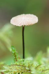 Gymnopus perforans, known as Stinking Parachute, wild mushroom from Finland
