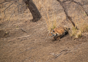 Tiger cub stalking a cheeetal deer, Tadoba Andhari Tiger Reserve, India