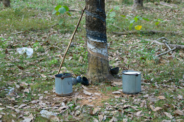 Latex from rubber trees collected in a vessel for processing and making rubber and rubber products.