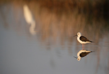 Black-winged Stilt at Asker Marsh with great egret reflection at the backdrop, Bahrain