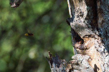 hornets' nest in old tree Vespa crabro