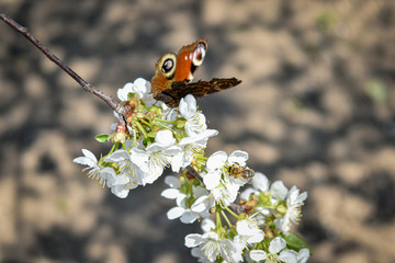 Spring background with butterfly and bees on a cherry blossom branch.blurred background.