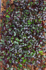 Young sprouts of microgreen on the window still 