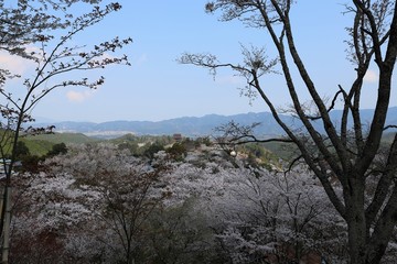 吉野山の桜