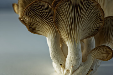 A popular culinary mushroom, the oyster mushroom is widely used in cooking