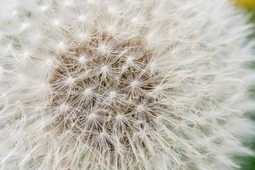 dandelion seed head - lucky weed