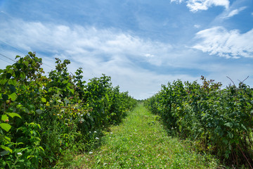 Fototapeta na wymiar Bushes of ripe raspberries. Harvest natural organic berries.
