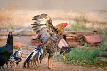 Beautiful red headed fighting rooster or cock with family.