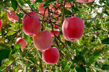【りんご】秋のりんご園と真っ赤なりんご